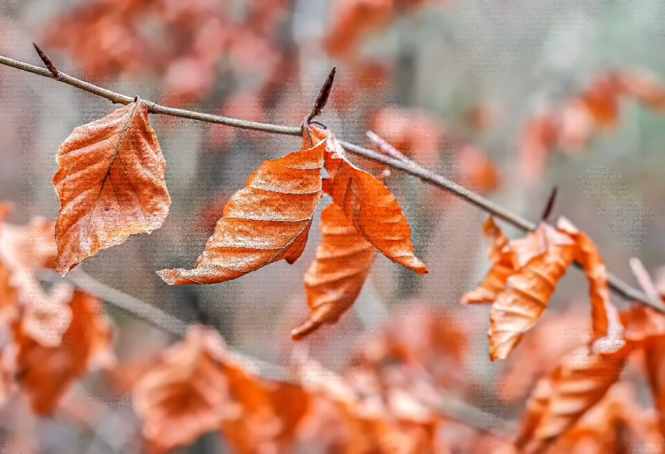 Tree brown fall foliage