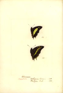 Robert Templeton Rhopalocera Ceylon Plate 14