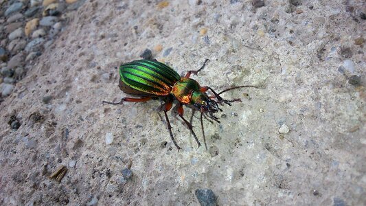 Beetle insect gleaming