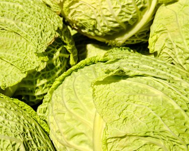 Vegetables herb head cabbage