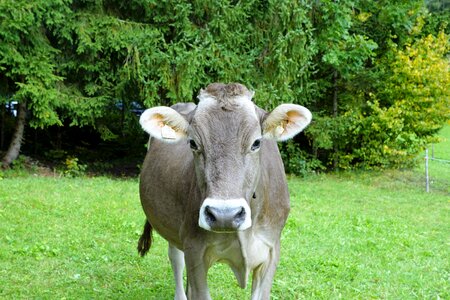 Beef farm animal