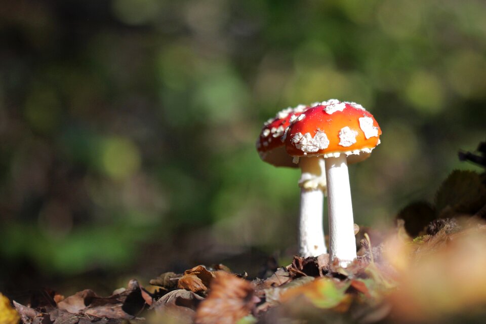 Fall wood undergrowth