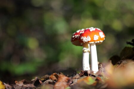 Fall wood undergrowth