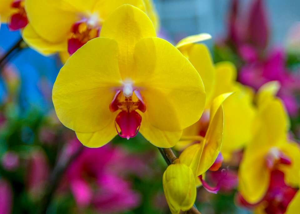 Beautiful flowers spike love flowers
