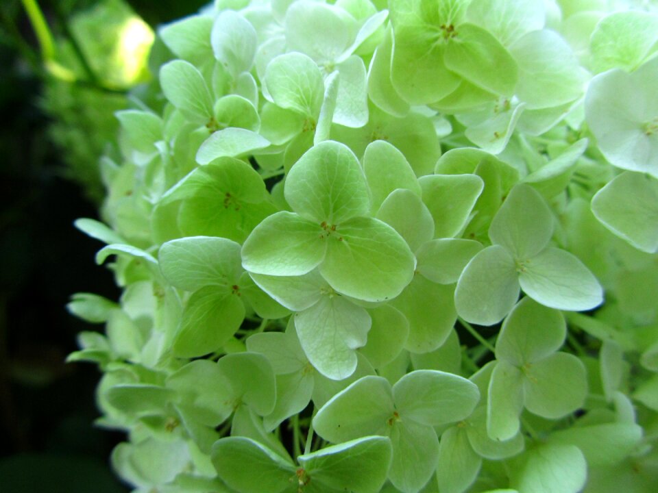 Nature plant blossom
