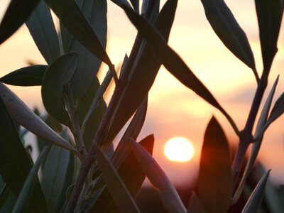 Olives sunset evening