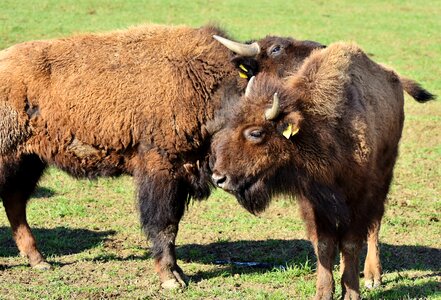 American bison wild livestock