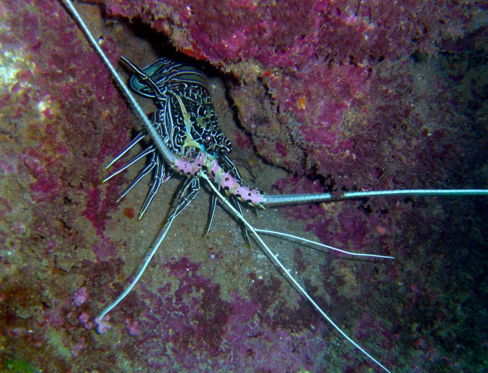 Rock lobster on Guam (reef110396964)