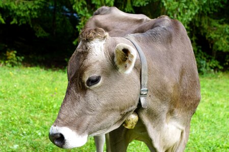 Beef farm animal