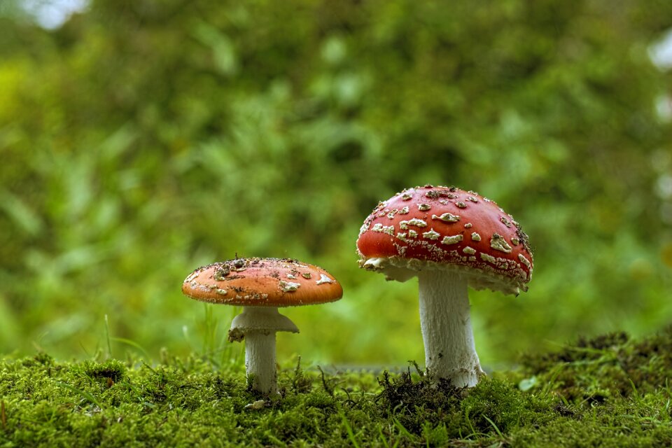 Forest garden nature
