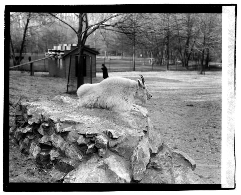 Rocky Mt. sheep, zoo LOC npcc.03408