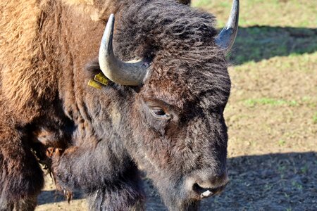American bison wild livestock