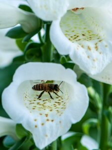 Pistil the pollen insects