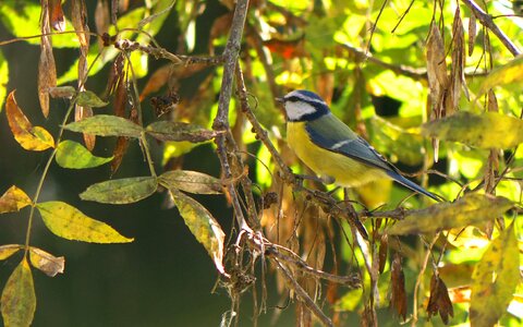 Fauna bird tit photo