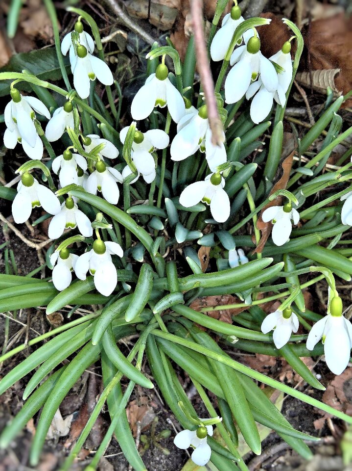 White flowers bell first frühlingsboten