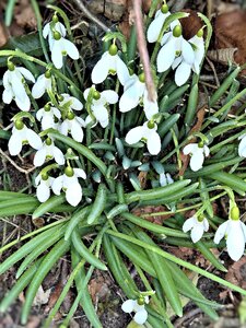 White flowers bell first frühlingsboten