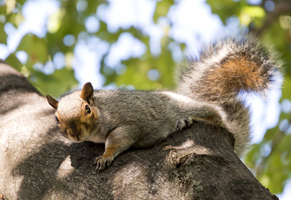 Squirrel boston wildlife
