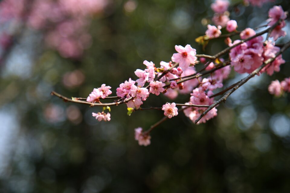 Tree branch plant