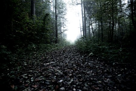 Moody fog foggy