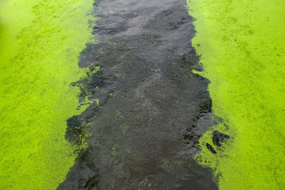 Alga nature outdoor