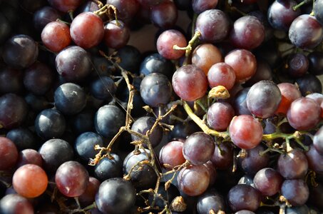 Fruits nature black grapes