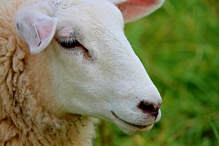 Face wool animal