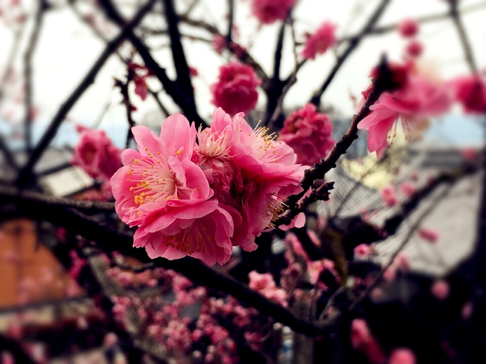 Pink red japan sakura