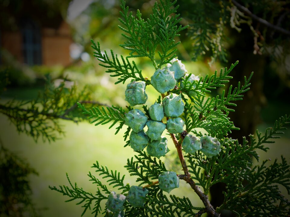 Cypress fruit green