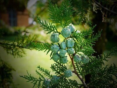 Cypress fruit green