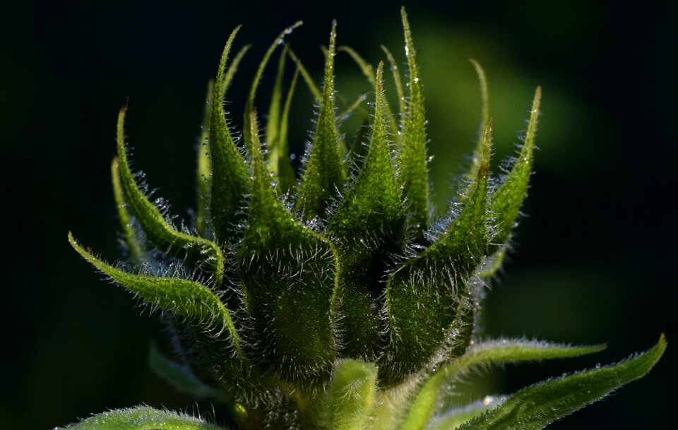 Close up dew dewdrop