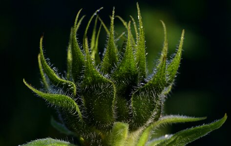 Close up dew dewdrop