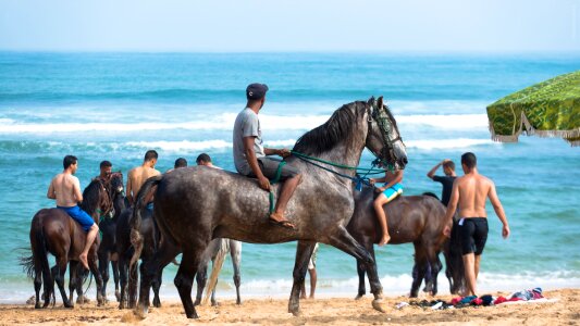 Horse horses equestrian photo