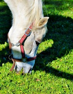 Equestrian coupling animal photo