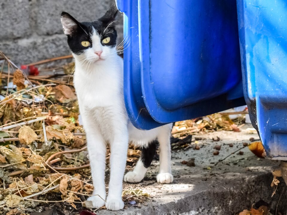 Animal homeless street