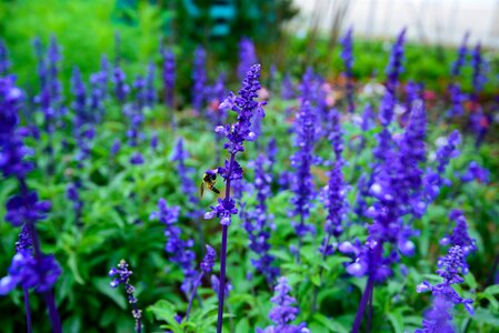Purple flowers beautiful flowers flower garden