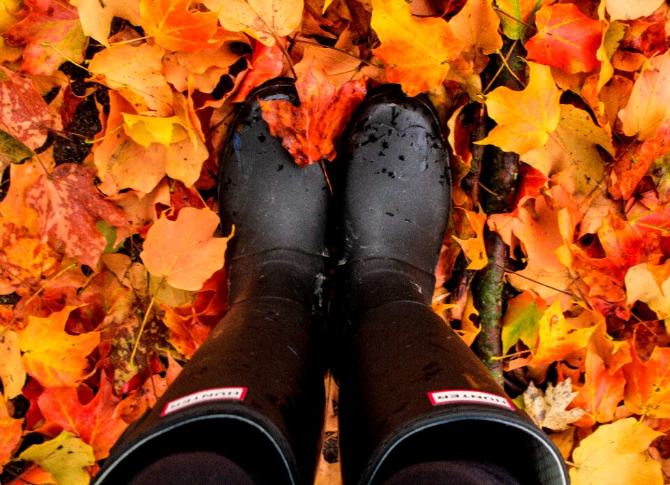 Plant leaves fall
