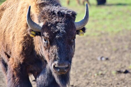 American bison wild livestock