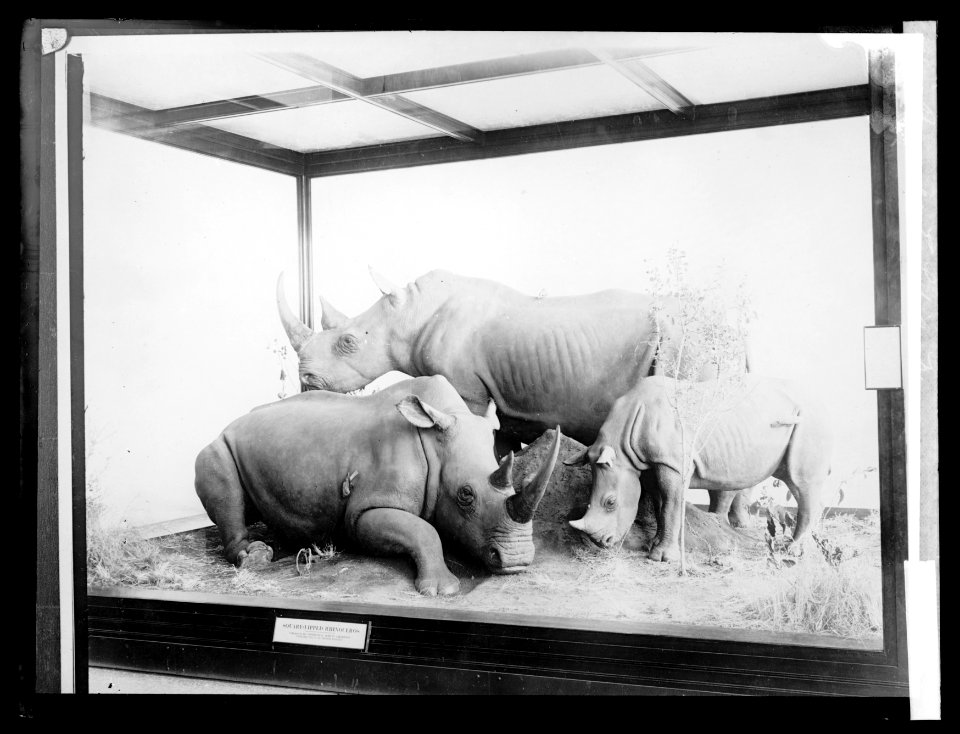 Roosevelt Exhibit, Museum LCCN2016826126