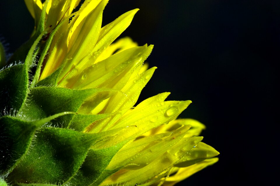 Drops of morning dew dewdrop drip