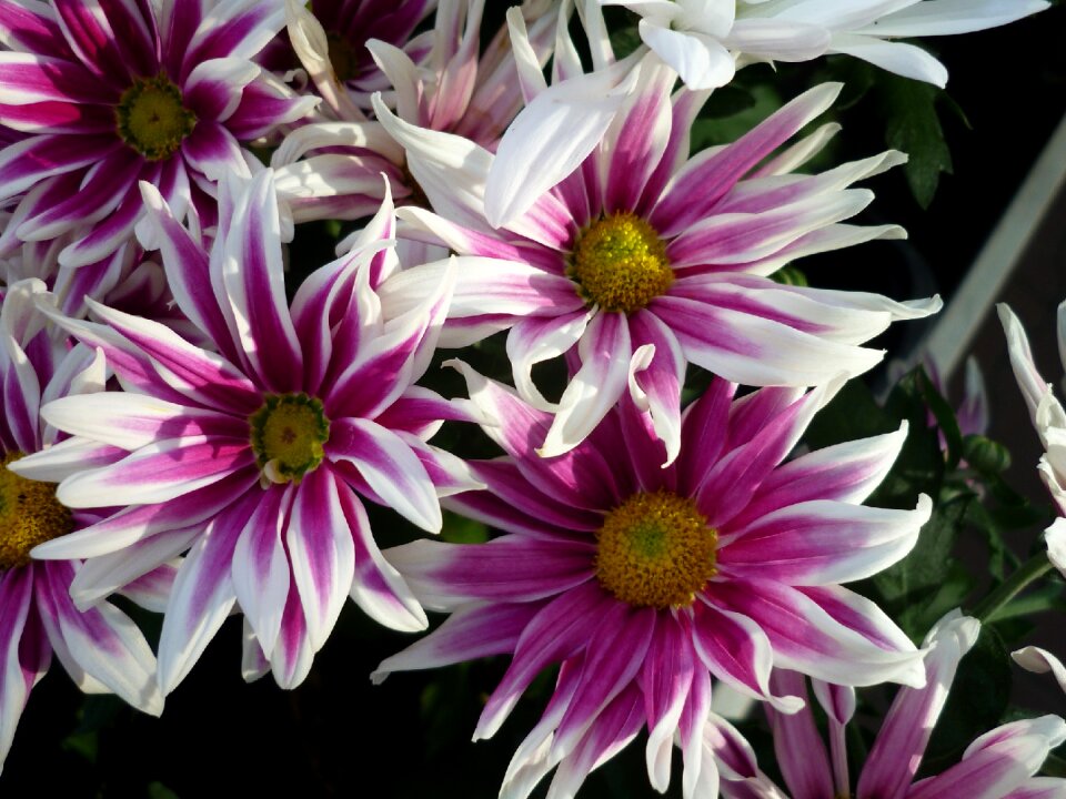 Striped flowers garden plant