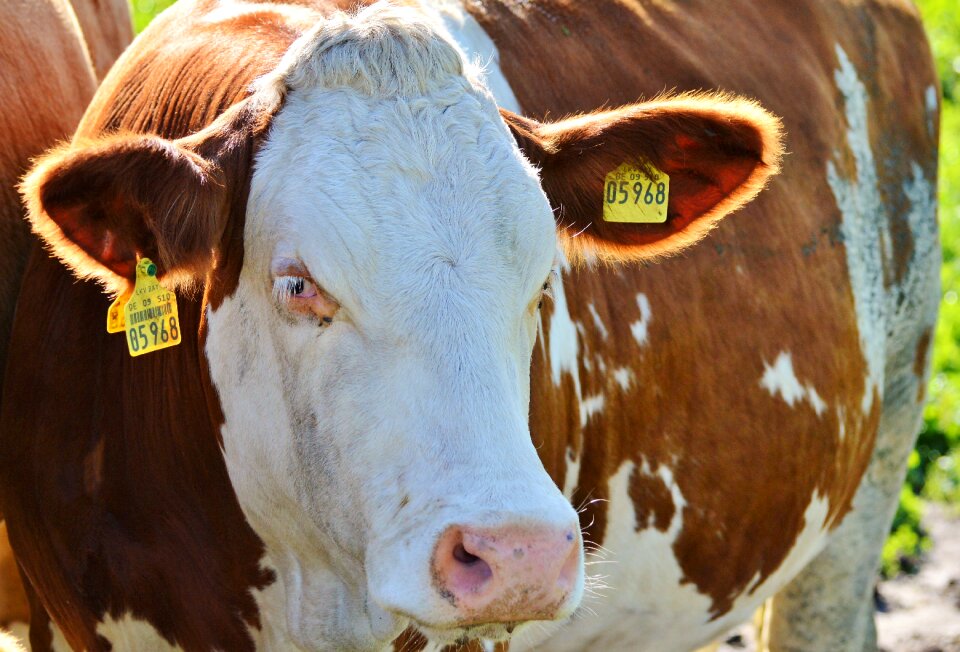 Cattle livestock paarhufer