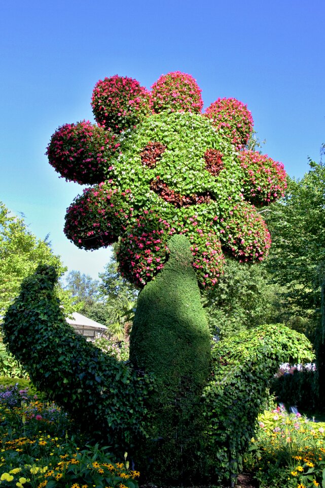 Out bloom flowers