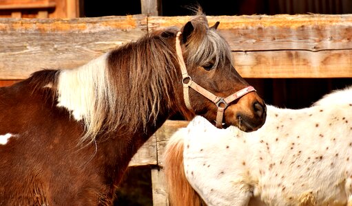 Cute animal nature