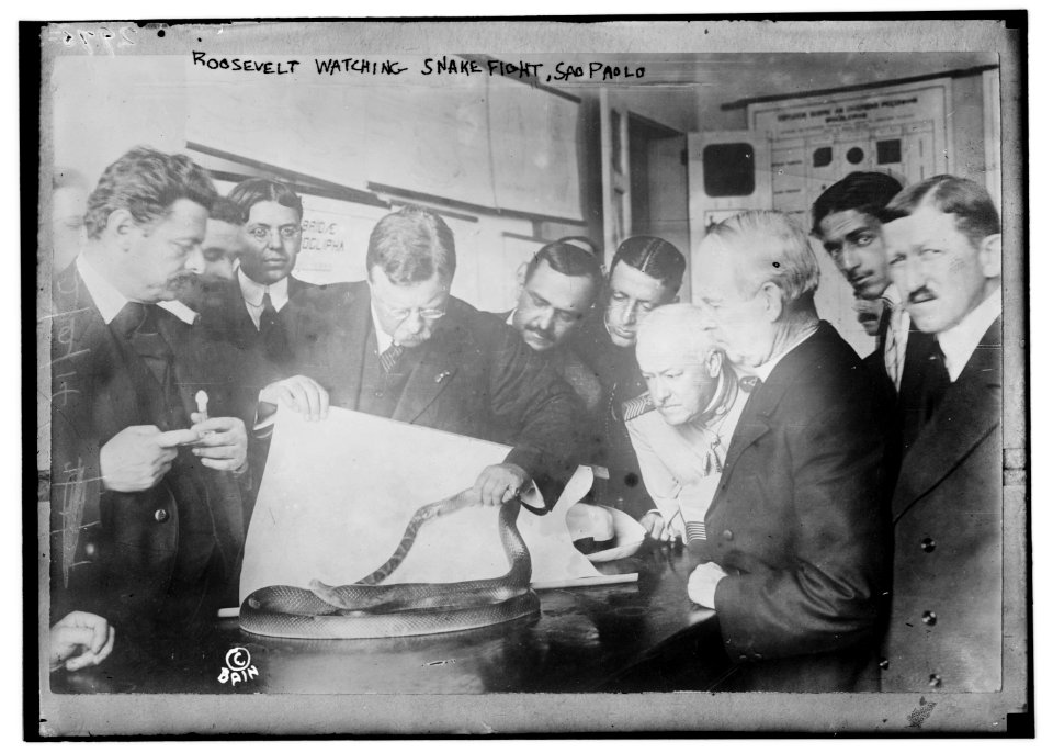 Roosevelt watching snake fight, Sao Paolo LCCN2014695303