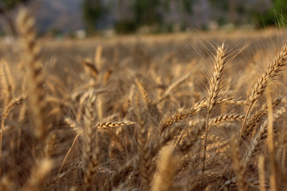 Straw gold brown wheat