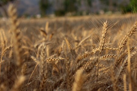 Straw gold brown wheat photo