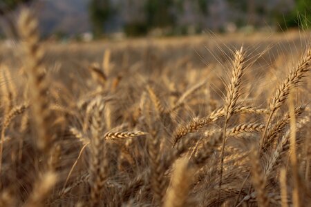 Straw gold brown wheat