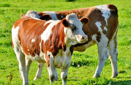 Cattle livestock paarhufer photo