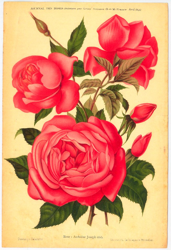 Rosa Archiduc Joseph