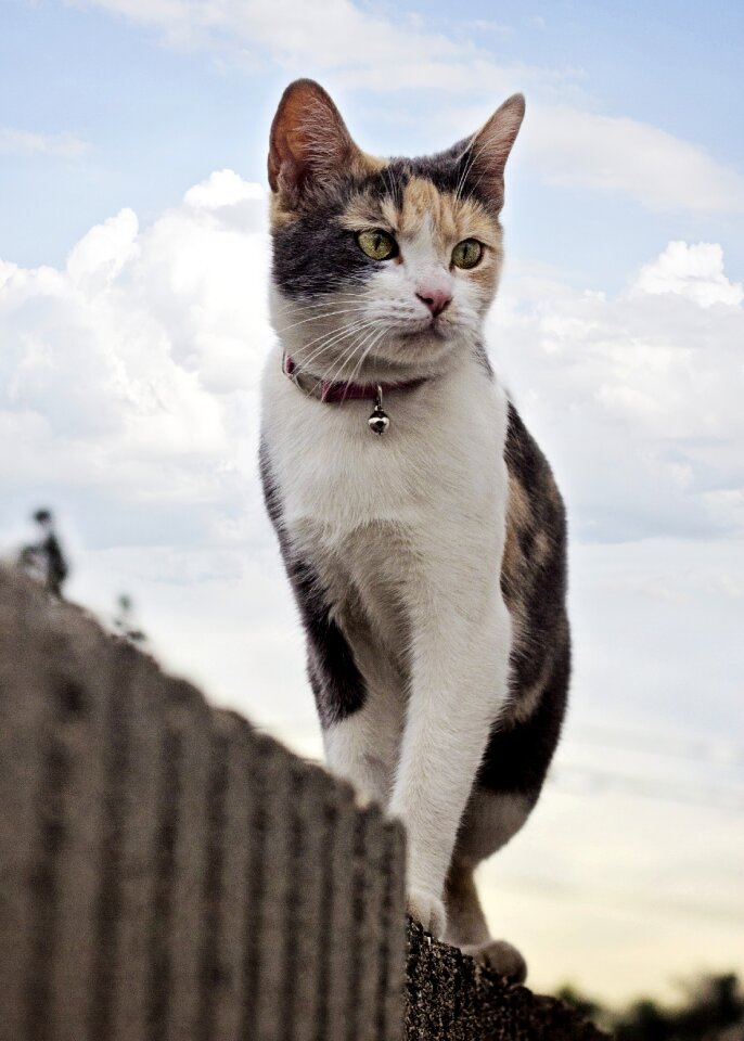 Cute animal pet